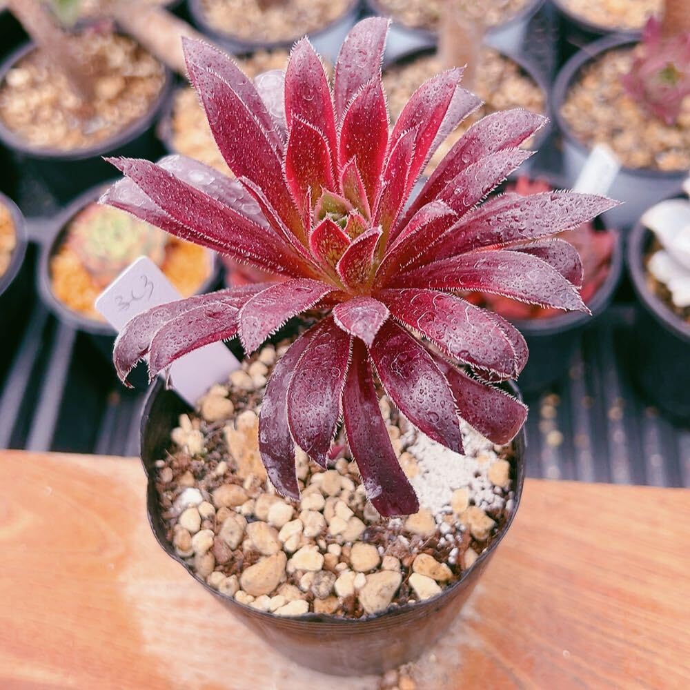 Amazon.co.jp: D！！3多肉植物 孔雀白錦 アエオニウム 美苗 農園直売